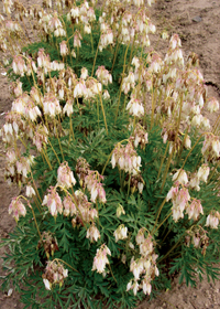 Dicentra formosa 'Aurora'